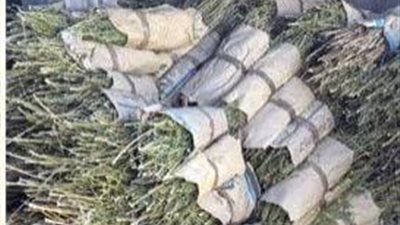 المشدد 5 سنوات وغرامة 50 ألف جنيه لعاطل لإتجاره في المخدرات بسيناء