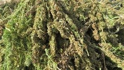 المشدد 5 سنوات وغرامة 50 ألف جنيه لعاطل بتهمة الإتجار بالمخدرات في جنوب سيناء