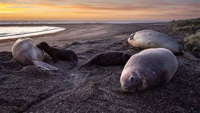 إنفلونزا الطيور تدمر مستعمرات الفقمة الفيلية في أمريكا الجنوبية.. ما القصة؟