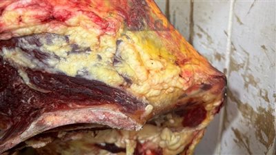 أول رد من بيطري الغربية بشأن مزاعم العثور على لحوم كلاب داخل محل جزارة 