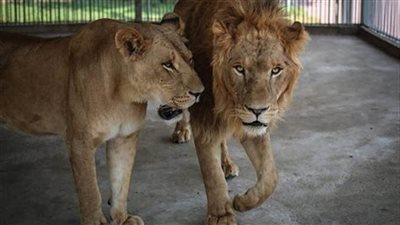 الأسد هجم عليه.. مصرع حارس بحديقة الحيوان في الفيوم