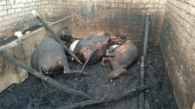 شقا العمر راح.. مأساة أسرة تعيش بالعراء بعد التهام حريق لمنزلهم في بني سويف