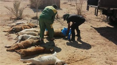 بعد العثور على 30 كلبًا نافقا بالغردقة.. جمعيات حقوق الحيوان تطالب بفتح تحقيق| صور