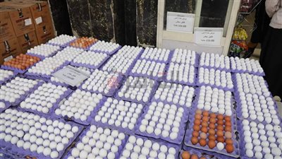 الطبق بـ150 جنيهًا.. توفير بيض المائدة لتلبية احتياجات المواطنين بمنافذ متحركة بالمنيا