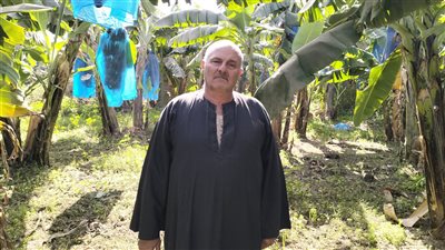 الشجرة عمرها 10 سنوات.. تعرف على طرق زراعة الموز وأنواعه