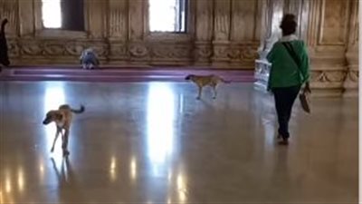 القصة الكاملة لـ واقعة دخول كلبين مسجد محمد علي بقلعة صلاح الدين 