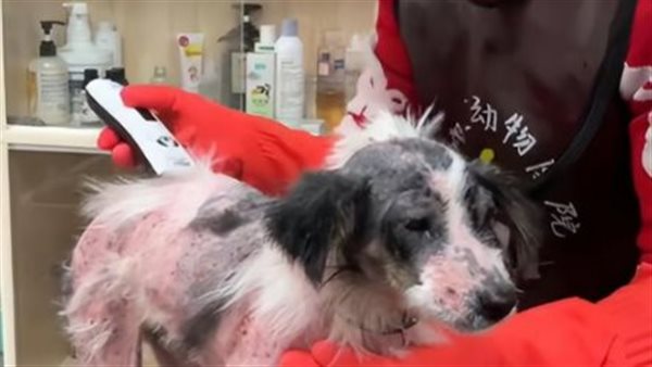 الكلبة Zhongbao