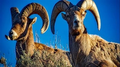 تفسير حلم نطح الخروف أو الكبش... هل تعني القوة أم الانكسار؟