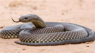 ضبط طالب اصطحب ثعبانًا طوله متر ونصف لمدرسته في سوهاج | بث مباشر