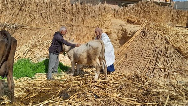 بيطري سوهاج