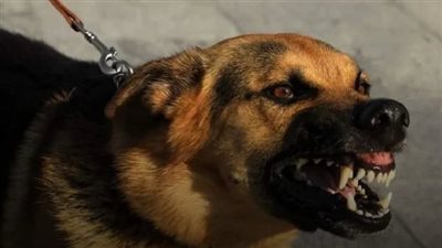 يُشتبه في كونه ذئبا.. حيوان مفترس يعقر 8 أشخاص بقنا 