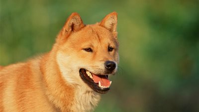 تفسير حلم رؤية الكلاب في المنام للرجل.. تعرف على الرسائل الخفية