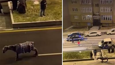 فيديو لحصان مجمد واحتفالات.. ملامح عاصفة ثلجية على لبنان وتركيا | ما القصة؟ 