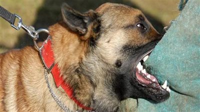 عضهم كلب.. إصابة 8 أشخاص في حادث عقر بالجيزة