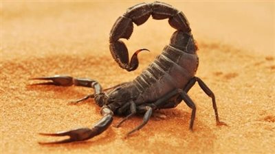 هل هناك علاقة بين رؤية العقرب في المنام للمتزوجة وعلاقته بالأعداء.. لونه يحدد تفسيره