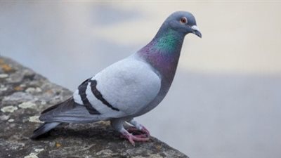 تفسير رؤية طيور الحمام في المنام.. أكثر من 10 دلالات أفضلها الأبيض والرمادي