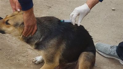 بيطري الإسكندرية تنظم حملات مكثفة لتطعيم 220 كلب شوارع 