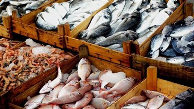 بعد توقف 3 سنوات.. سلامة الغذاء: تصدير ووصول أول شحنة أسماك إلى دول الاتحاد الأوروبي