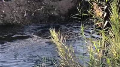 الدفع بحفار كبير لتمشيط قاعة مصرف نامول بطوخ للبحث عن جثمان الصغيرة سجدة 