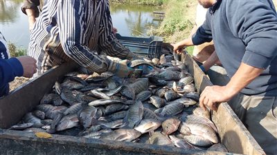 انطلاق موسم حصاد السمك البلطي بالمزارع السمكية المفتوحة بكلية الزراعة بمشتهر|صور