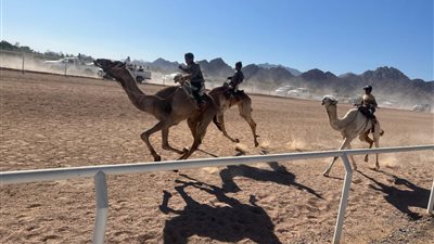 بمناسبة مرور 5 سنوات على افتتاحه.. انطلاق فعاليات سباق الهجن التنشيطي بشرم الشيخ| صور