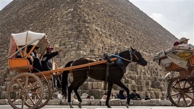 محافظ الجيزة: تشكيل لجنة بشأن إصدار التراخيص لتأجير الدواب بالمناطق الأثرية