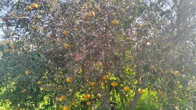 الموسم بدأ.. البرتقال البلدي يزين الأشجار بمزارع بني سويف وسط فرحة المزارعين