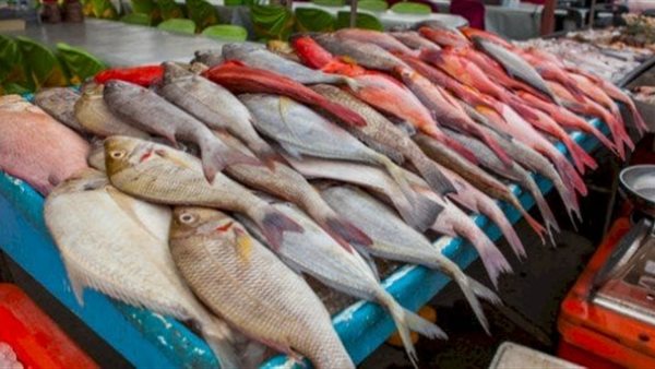 رؤية السمك في المنام