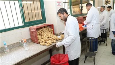 الزراعة: 566 ألف فدان خالٍ من العفن البني في البطاطس