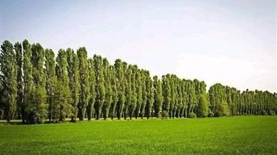 نصائح محافظة بورسعيد قبل زراعة الأشجار المثمرة.. تعرف على الأنواع والشروط 