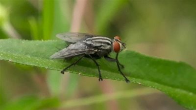 رؤية الذباب في المنام وعلاقته بالسحر والأعداء.. حالة واحدة فقط يأتي بها محمودًا