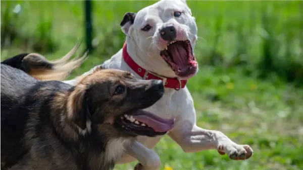 أعراض عضة الكلاب