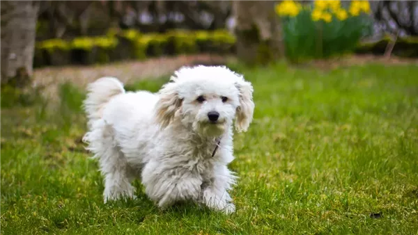 كلب أبيض - أرشيفية