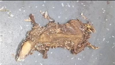 بسبب فأر مقلي| إغلاق مطعم للوجبات السريعة لسوء النظافة في بريطانيا.. ما القصة؟