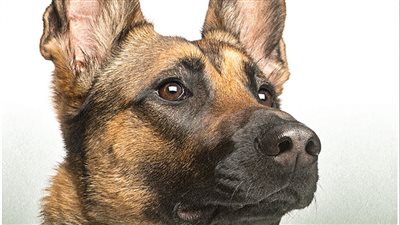  تفسير حلم الكلب للمتزوجة.. تحذيرًا لها بضرورة العودة إلى الطريق الصواب