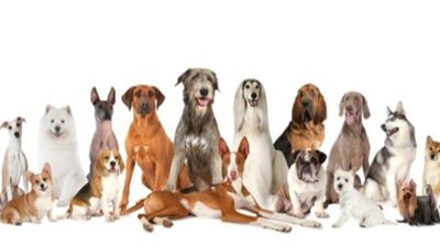 تفسير رؤية عضة الكلب في المنام للرجل.. احذر الأشخاص من حولك