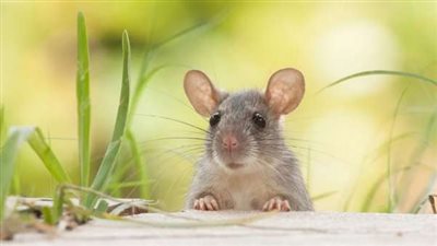  بتقنية الجسيمات النانوية.. علماء ينجحون في علاج الزهايمر لدى الفئران