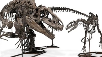 تعود لـ150 مليون عام.. بيع حفريات ديناصورات في مزاد علني بملايين الدولارات