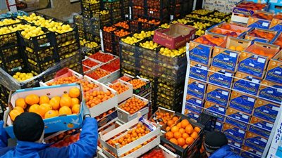 تجاوزت 4.8 مليون طن.. الزراعة: قفزة كبيرة في الصادرات الزراعية منذ بداية العام 