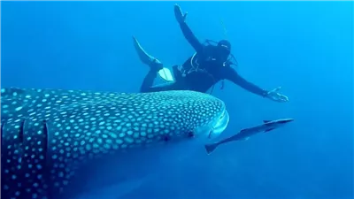 وزنه 21 طنا وعمره 70 عاما.. ظهور القرش بهلول صديق الإنسان بمرسى علم| بث مباشر