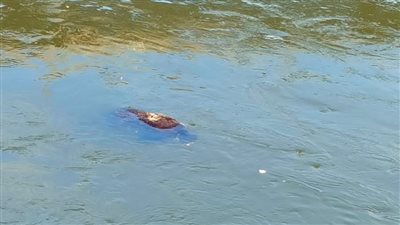 العثور على جثة سيدة مجهولة الهوية بترعة الإبراهيمية في المنيا