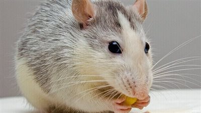 تنتقل من الفئران.. ما هي متلازمة هانتافيروس الرئوية؟ 