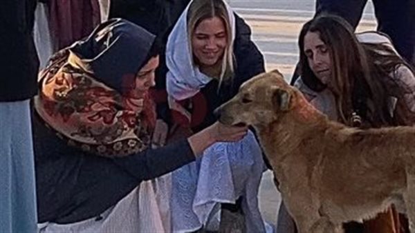 كلب بلدي يثير إعجاب