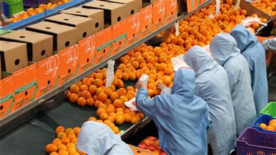 صادرات مصر الزراعية تصل لـ8.6 مليون طن خلال 2024