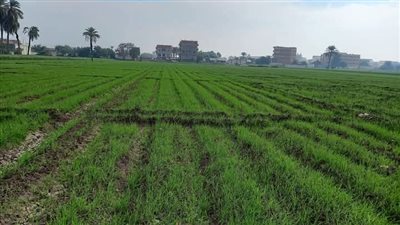 معلومات الوزراء: الزراعة التجديدية تهدف لتقليل استخدام المياه ومنع تدهور الأراضي