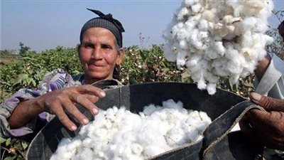 الزراعة: أصناف القطن المزروعة أثبتت نجاحًا.. ونأمل عودة الذهب الأبيض لمكانته العالمية 