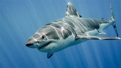 بدء التحقيق في حادث هجوم سمكة قرش شمال مرسى علم