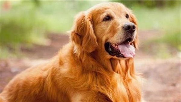 الكلب - تعبيرية 