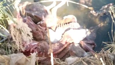 العثور على حمير مسلوخة داخل ترعة في سوهاج.. ومصدر بالطب البيطري: بيستفيدوا من جلودها| صور