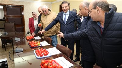 البحوث الزراعية: تجربة استنباط 8 أصناف من تقاوي الطماطم استغرقت 5 سنوات.. والمحصول مبشر بالخير